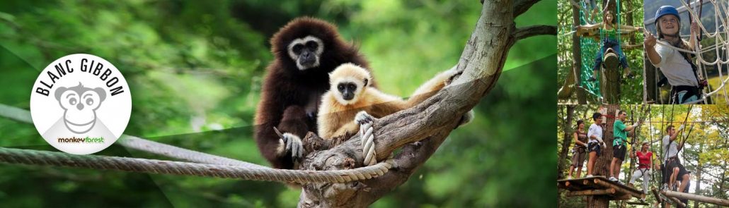Monkey Forest- Accrobranche 44 - Parc De Loisirs Aventures Avis