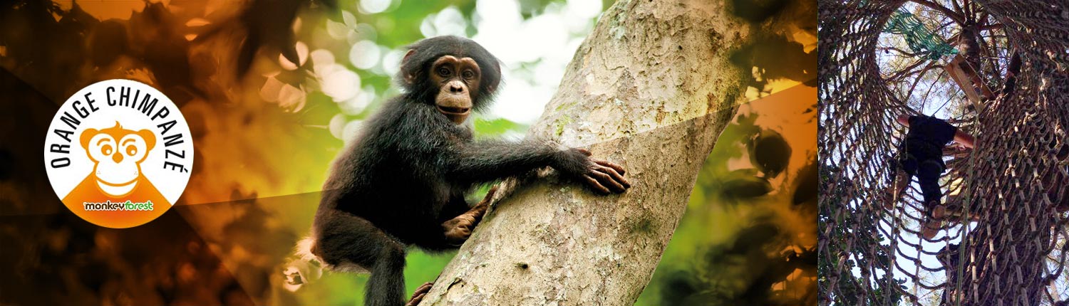 Monkey Forest- Accrobranche 44 - Parc De Loisirs Aventures Avis