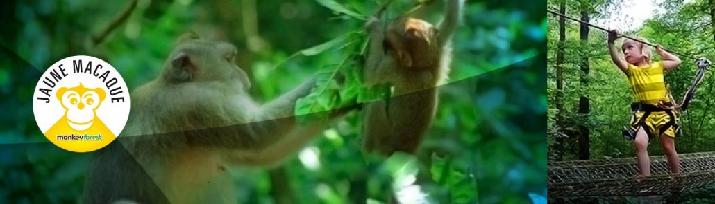 Monkey Forest- Accrobranche 44 - Parc De Loisirs Aventures Avis