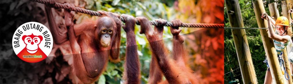 Monkey Forest- Accrobranche 44 - Parc De Loisirs Aventures Avis