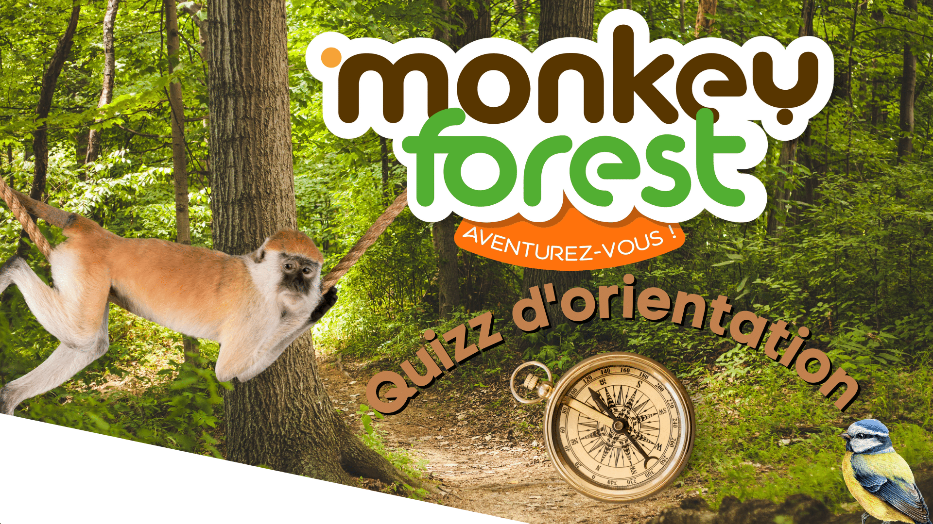 quizz course orientation -accrobranche-monkey -forest